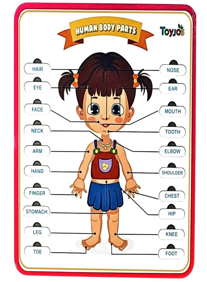 TOYJOS Wooden Body Part Puzzle for Kids | 3+ Educational Jigsaw Board Game Learning Toys for Toddlers | Kids Brain Development Skills Boys Girls (Pack of 1) - Image 1